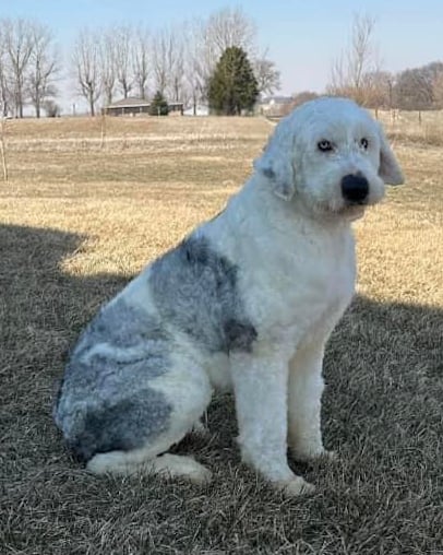 A picture of one of our Old English Sheepdog father's, Frosty.