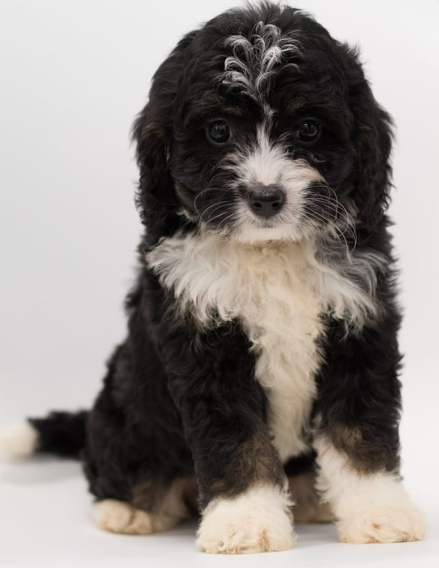Benz is an F1 Bernedoodle for sale in Iowa.