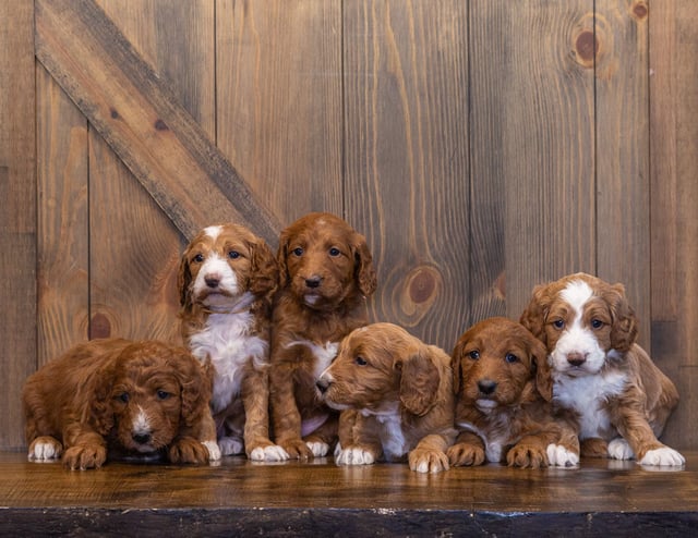 A litter of Mini Irish Doodles raised in Iowa by Poodles 2 Doodles