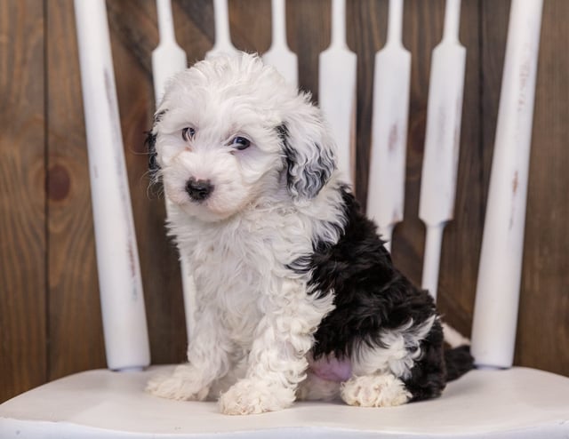 Yanna is an F1 Sheepadoodle that should have  and is currently living in Arizona