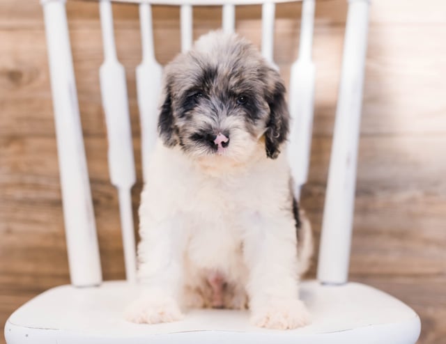 Yarus is an F1 Sheepadoodle that should have  and is currently living in North Dakota 