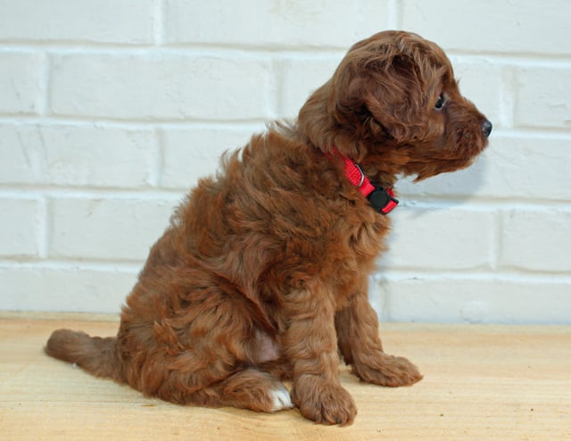 Henry came from Scarlett and Taylor's litter of F1BB Goldendoodles