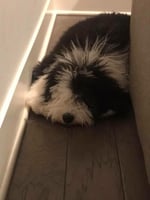 F1 Mini Sheepadoodle