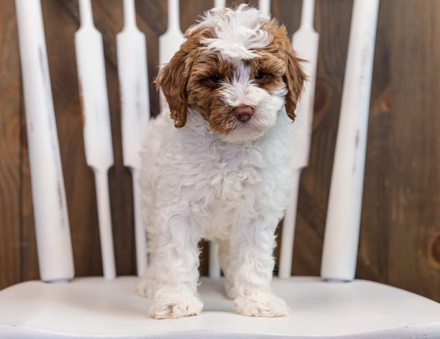 Betty came from Paisley and Milo's litter of F1B Goldendoodles