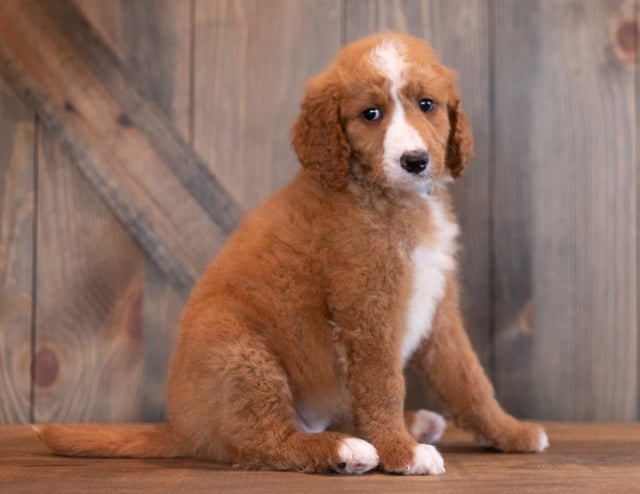 Ali came from Ali and Ali's litter of  s