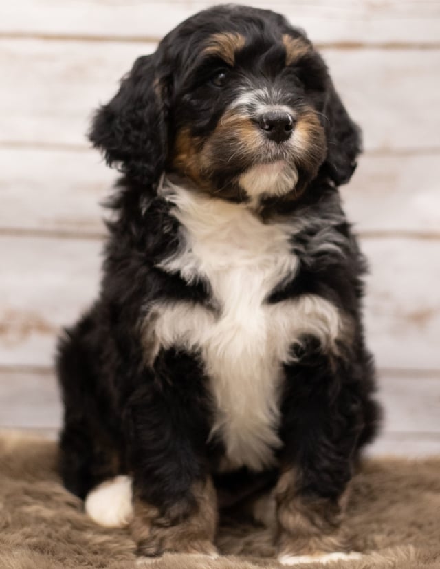 Iggy was born on 12/12/2018 and is a Missouri Bernedoodle