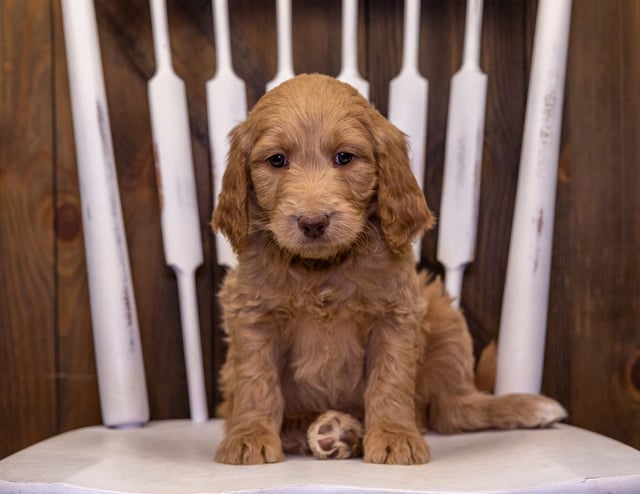 These Goldendoodles were bred by Poodles 2 Doodles in Iowa. Their mother is Maci and their father is Scout