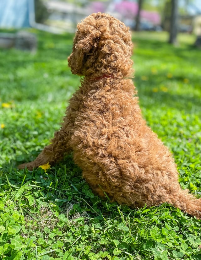 Another great picture of Xander, a Irish Doodles puppy