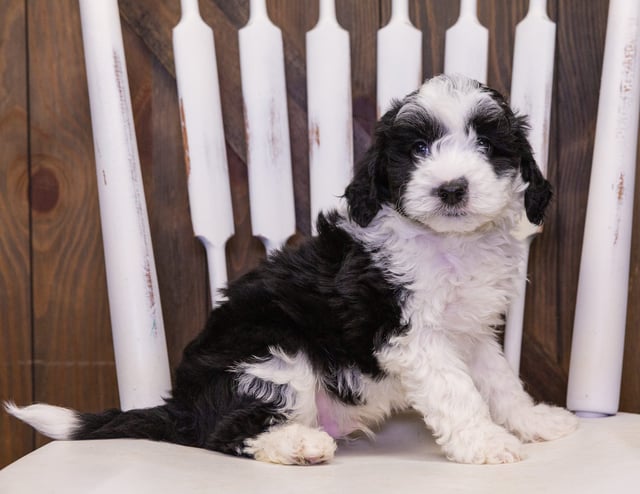 A picture of a Clark, one of our Petite Sheepadoodles puppies that went to their home in New Jersey