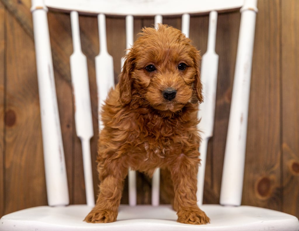 Yanna came from Aspen and Milo's litter of F1 Goldendoodles