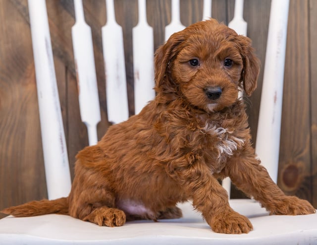 A picture of a Sarge, one of our Mini Goldendoodles puppies that went to their home in Texas