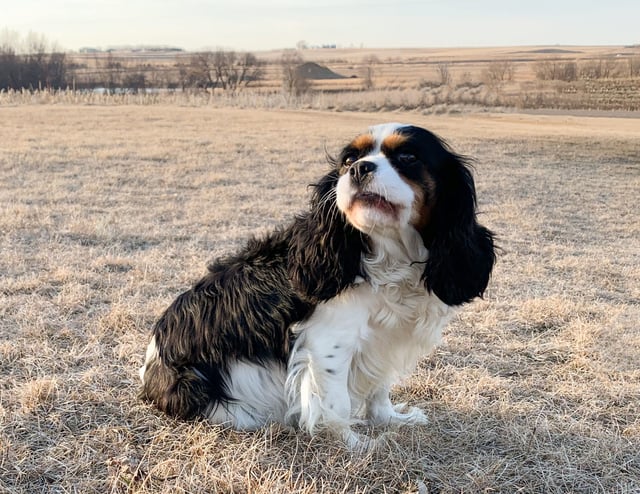 A picture of one of our King Charles Cavalier mother's, Bella.