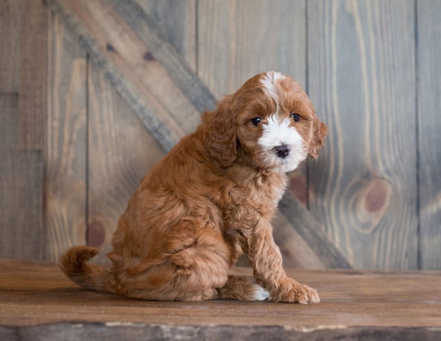 Bebe came from Bebe and Scout's litter of F1B Goldendoodles