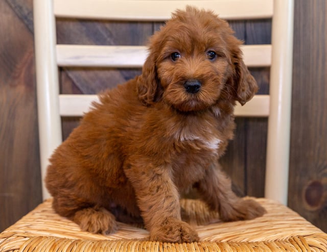 Tessa came from Ginger and Scout's litter of F1 Irish Doodles