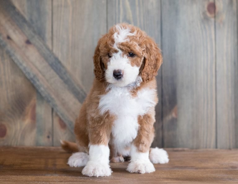 A litter of Mini Goldendoodles raised in Iowa by Poodles 2 Doodles