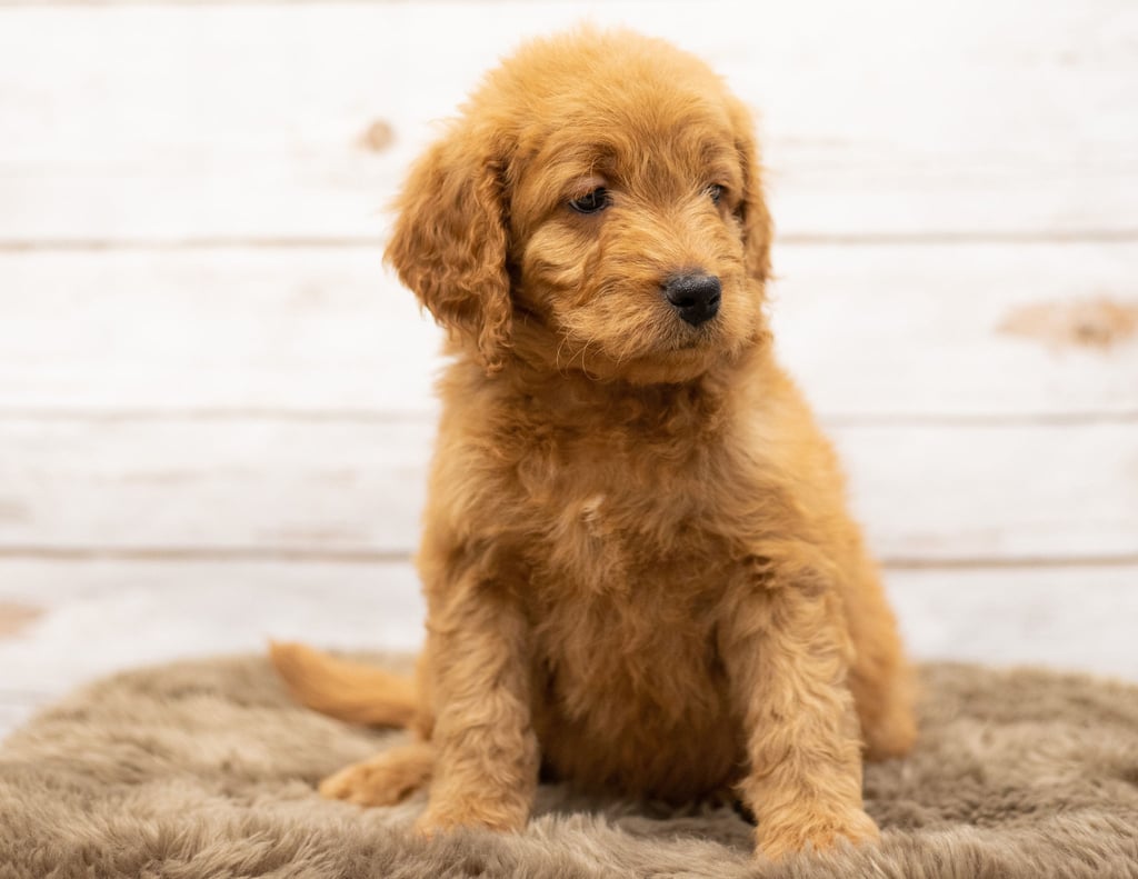 Oggy came from Sassy and Houston's litter of Multigen Goldendoodles