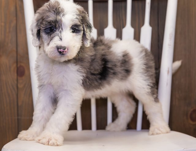 Bee is an F1 Sheepadoodle that should have  and is currently living in Illinois