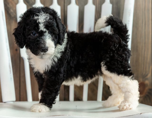 Lulu is an F1B Sheepadoodle that should have  and is currently living in Arizona