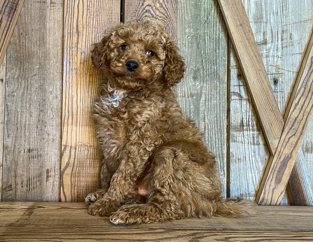 A picture of a Kris, one of our Petite Goldendoodles puppies that went to their home in California