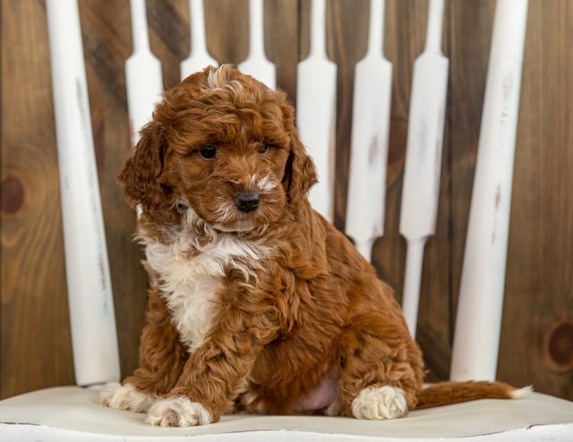 A litter of Mini Irish Doodles raised in Iowa by Poodles 2 Doodles