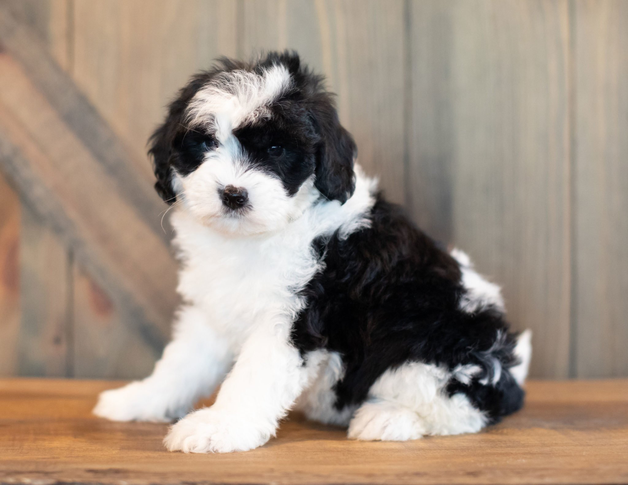 A litter of Mini Sheepadoodles raised in Iowa by Poodles 2 Doodles