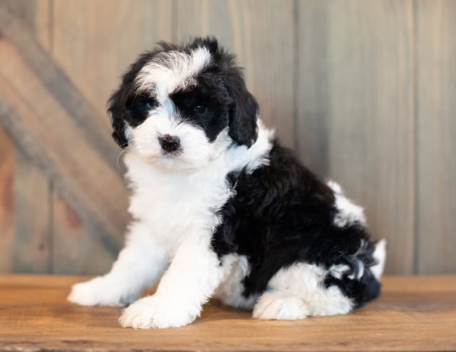 A picture of a Vera, one of our Mini Sheepadoodles puppies that went to their home in Colorado