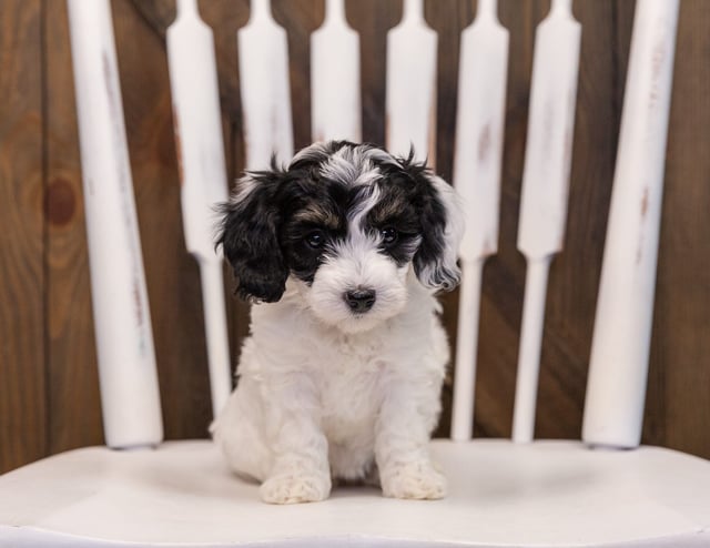 Winnie came from Gabby and Stanley's litter of F1B Sheepadoodles