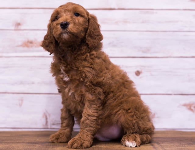 Hickory is an F1B Goldendoodle that should have  and is currently living in Missouri