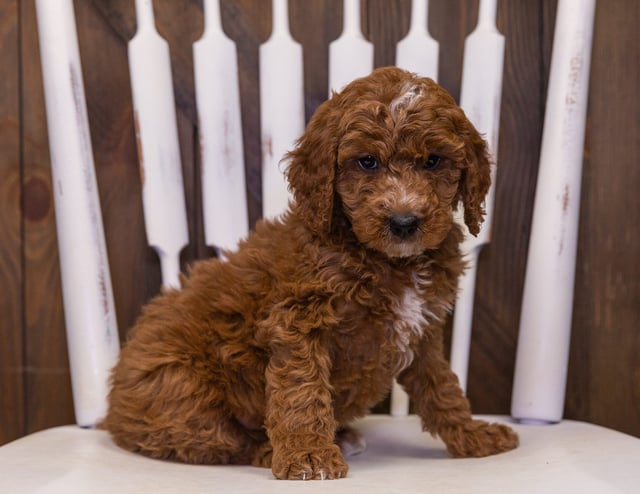 A picture of a Ollie, one of our Mini Goldendoodles puppies that went to their home in Minnesota