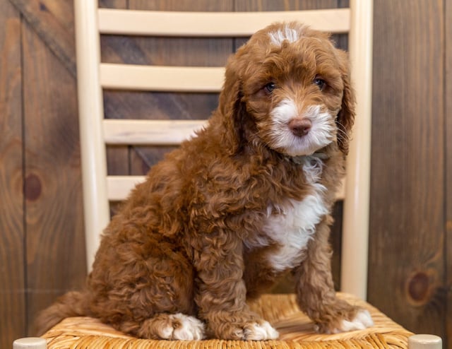 A picture of a Jagger, one of our Mini Australian Goldendoodles puppies that went to their home in Massachusetts
