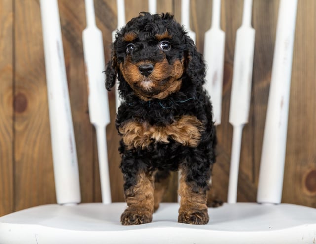 A picture of a Toosie, one of our Mini Bernedoodles puppies that went to their home in Illinois