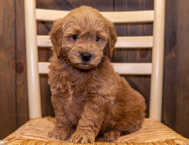 Daisy is an F1 Goldendoodle that should have  and is currently living in South Dakota