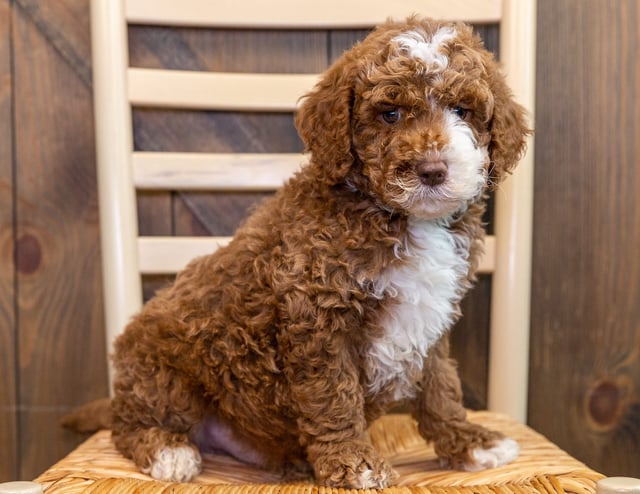 A picture of a Jack, one of our Mini Australian Goldendoodles puppies that went to their home in Iowa