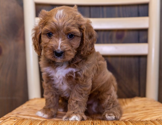 Veron is an F1 Cavapoo that should have  and is currently living in Tennessee