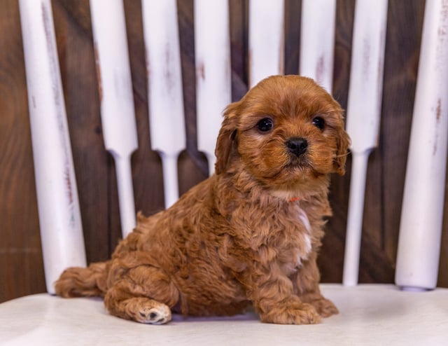 Unit is an F1 Cavapoo that should have  and is currently living in Iowa