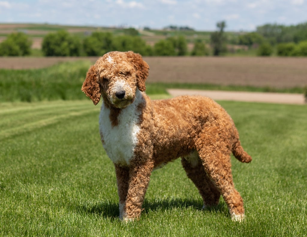 Frannie came from Zella and Scout's litter of F1B Goldendoodles