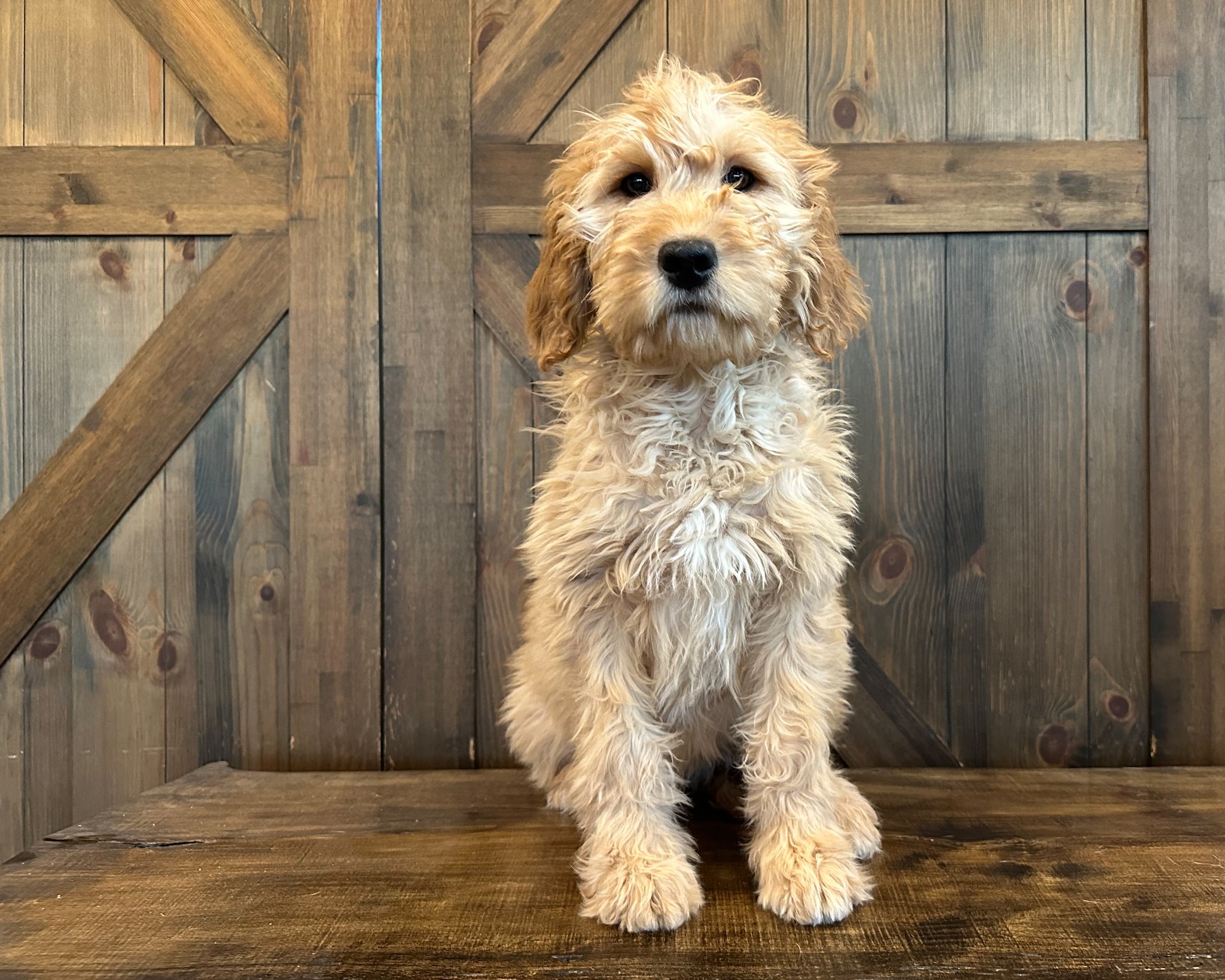 A litter of Standard Goldendoodles raised in Iowa by Poodles 2 Doodles