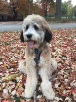 Sable Tri F1 Bernedoodle