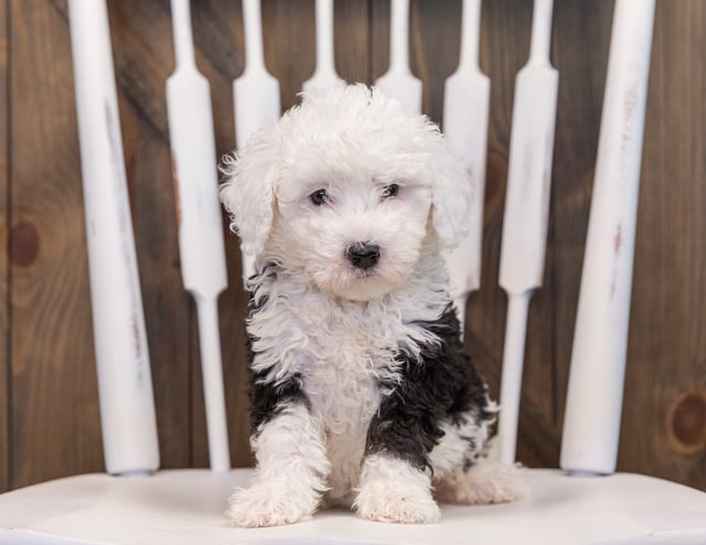 Tully came from Millie and Stanley's litter of F1 Sheepadoodles