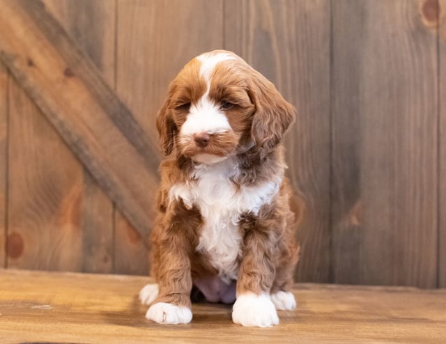 A picture of a Ivy, one of our Mini Goldendoodles puppies that went to their home in Iowa 