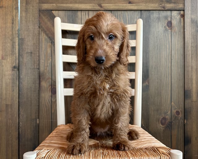 A picture of a Coco, a gorgeous Mini Goldendoodles for sale