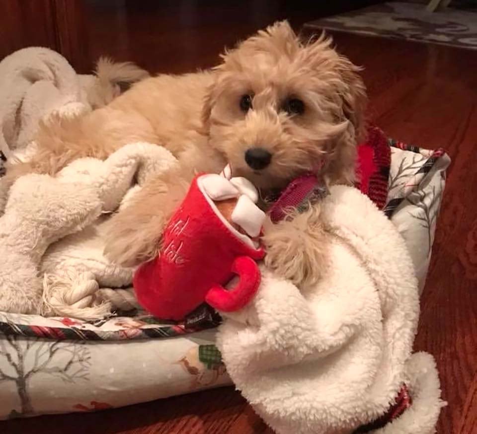 We're a Mini Goldendoodle breeder from Iowa