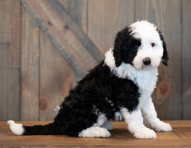 Ursa is an F1 Sheepadoodle that should have  and is currently living in Illinois