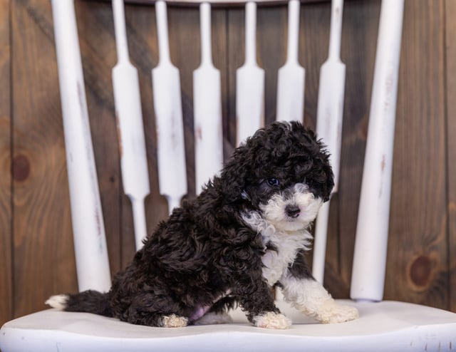 A picture of a Hazel, one of our Mini Sheepadoodles puppies that went to their home in Wisconsin