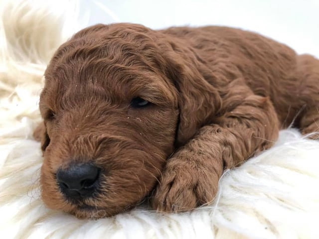 Hess is an F1 Goldendoodle for sale in Iowa.
