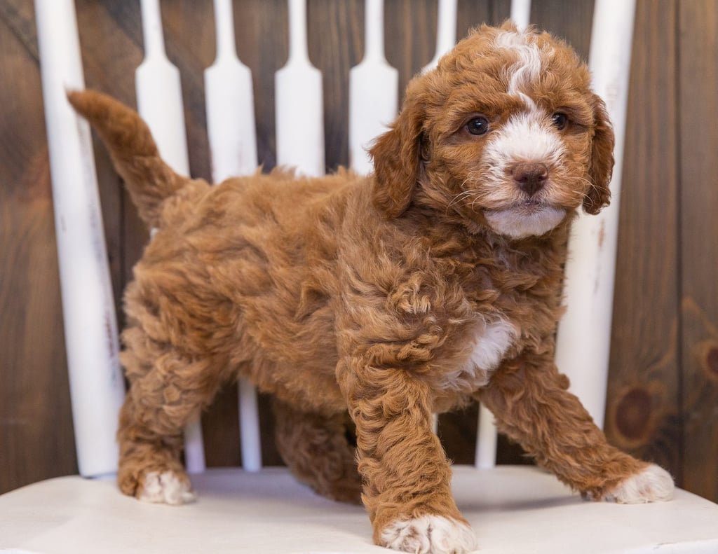 A picture of a Viva, one of our Mini Goldendoodles puppies that went to their home in Nebraska