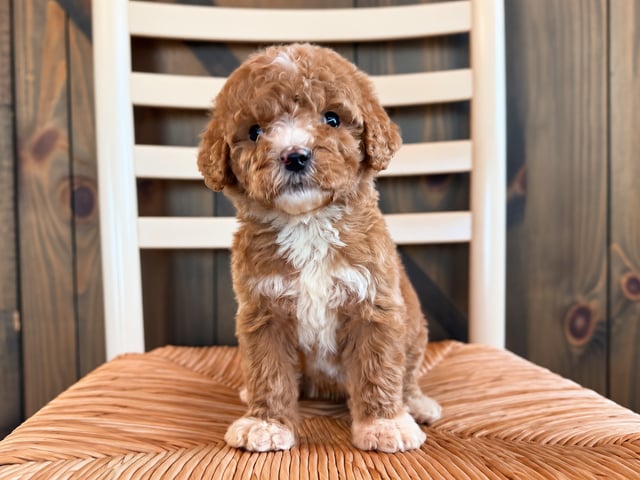 A picture of a Harvey, a gorgeous Standard Goldendoodles for sale