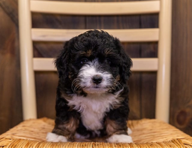 Adele came from Tyrell and Grimm's litter of F1 Bernedoodles