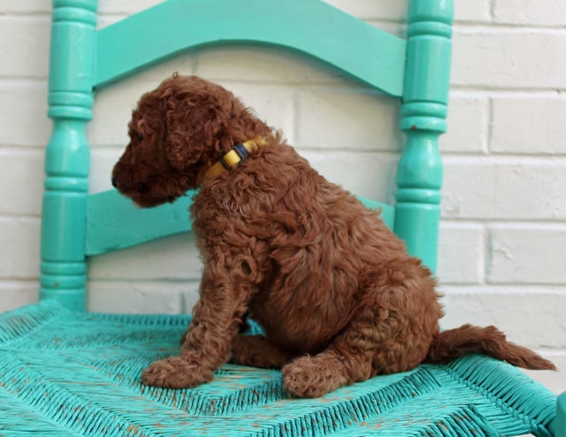 Manny is an F1BB Irish Doodle that should have  and is currently living in Florida 