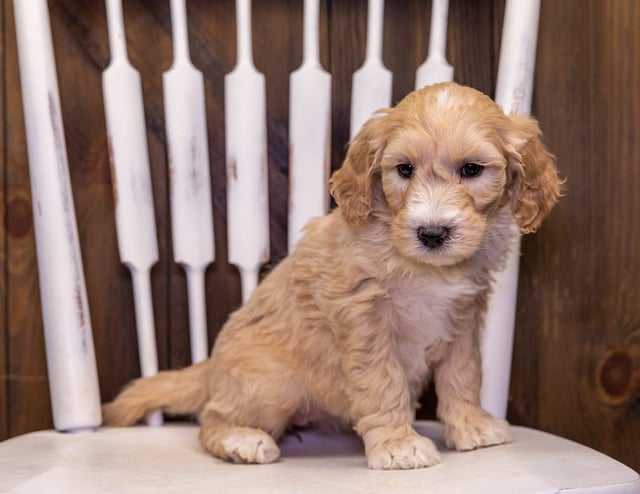 A picture of a Tami, one of our Standard Goldendoodles puppies that went to their home in California